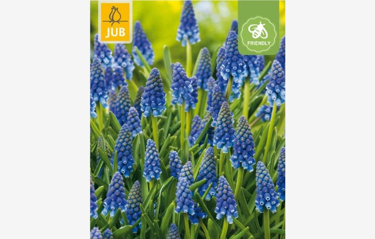 Modrica arménska 10 ks v balení