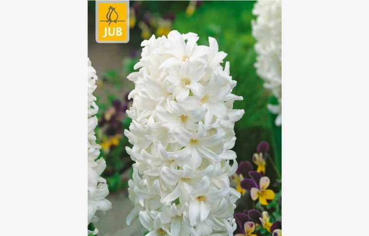 Hyacint Carnegie 5 ks v balení