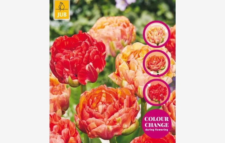 Tulipán Gudoshnik Double 12 ks v balení