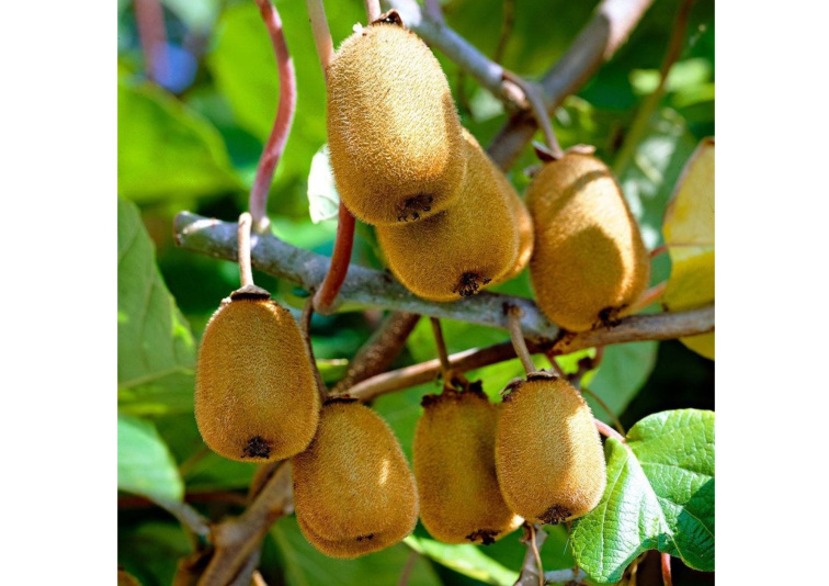 Kiwi Jenny samoopelivé, výška 30-40 cm, kvetináč 17 cm