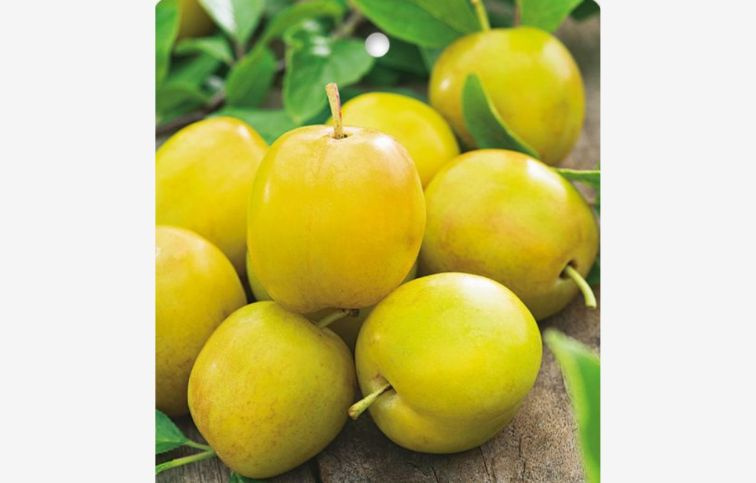 Ringlota Ontario podpník myrobalán, voľnok.