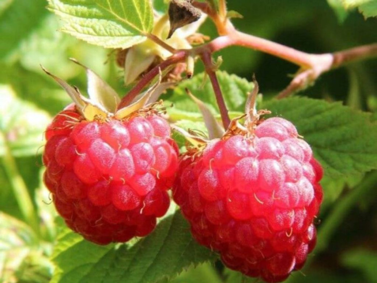 Malina červená beztŕňová Glen Dee , výška 30-40 cm, kvetináč 1,5 l