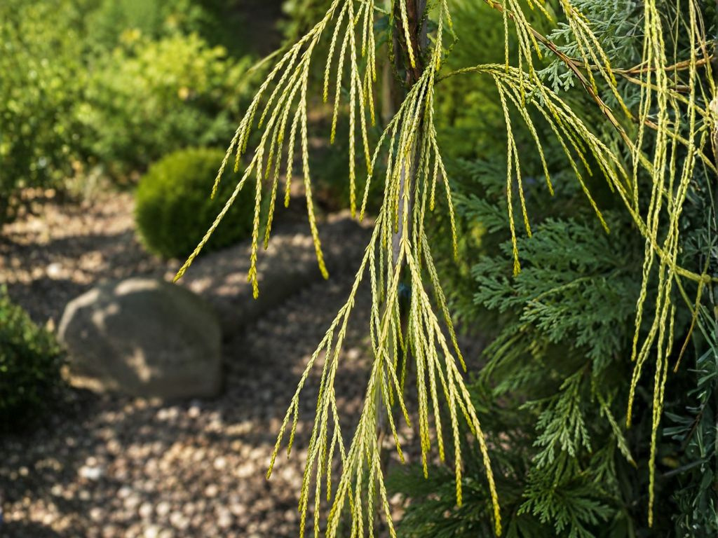 Cypruštek lawsonov Golden Sprinklers, výška 30-50 cm, kvetináč 19 cm