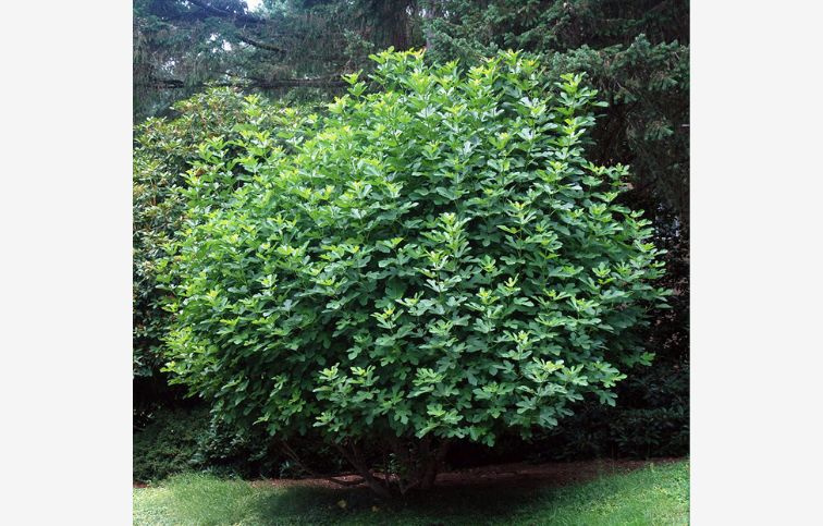 Figovník Black Mission 120-140 cm, kont. 2 l