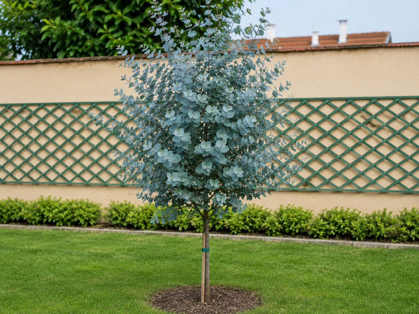 Eukalyptus gunnii Azura na 170-180 cm kmienku, výška 230-270 cm, kvetináč 25 l