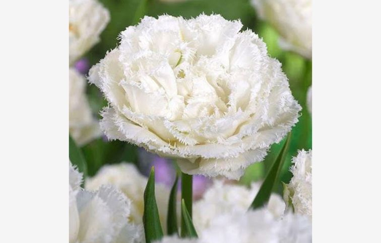 Tulipán Snow Crystal 5 ks v balení