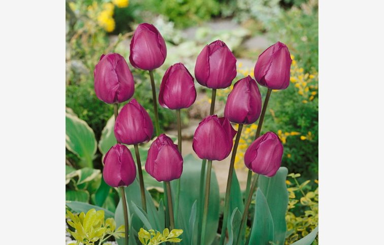 Tulipán Negrita 7 ks v balení