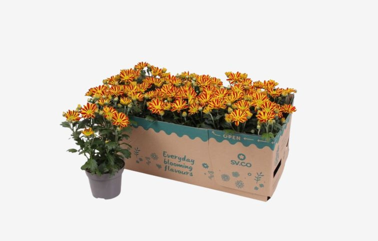 Chryzantéma Hoi Hoi, kont. p12