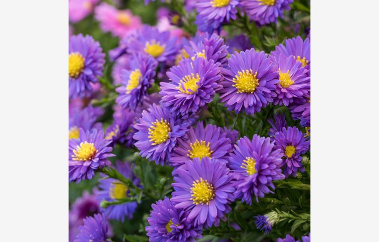 Astra Alpha Dark Purple Launch, kont. p17