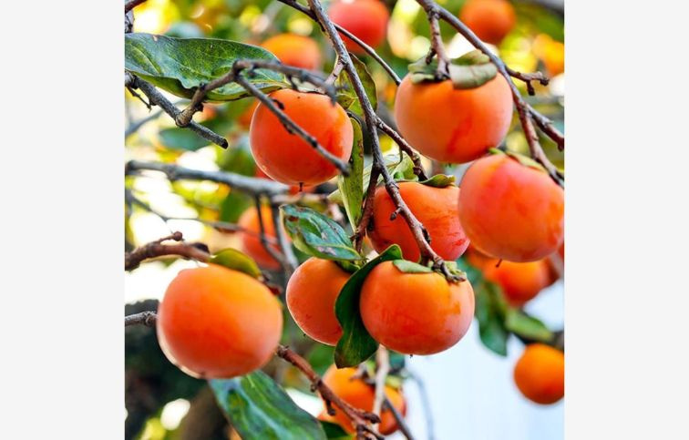 Hurmikaki Tipo 130-160 cm, kont. 6 l