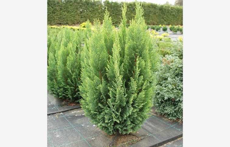 Cypruštek lawsonov Ellwoodii Empire cca 20 cm, kont. p11