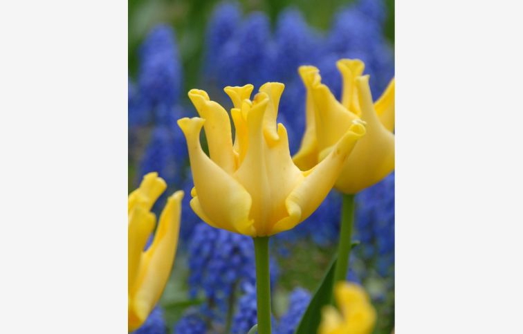 Tulipán Yellow Crown 5 ks v balení