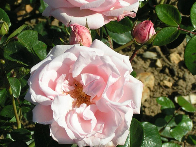 Ruža popínavá New Dawn, výška 50-60 cm, kvetináč 1,5 l