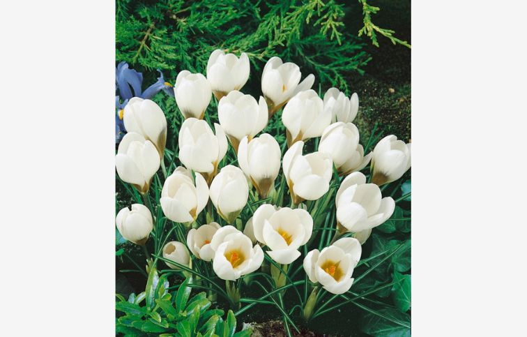 Krokus botanický Ard Schenk 15 ks v balení