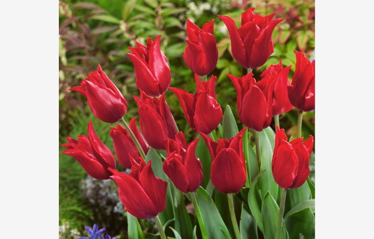 Tulipán Pretty Woman 7 ks v balení