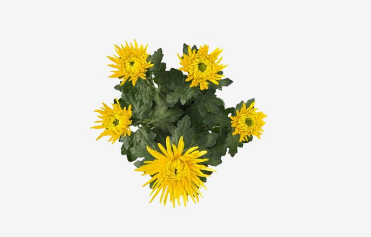 Chryzantéma Anastasia žltá, kont. p15