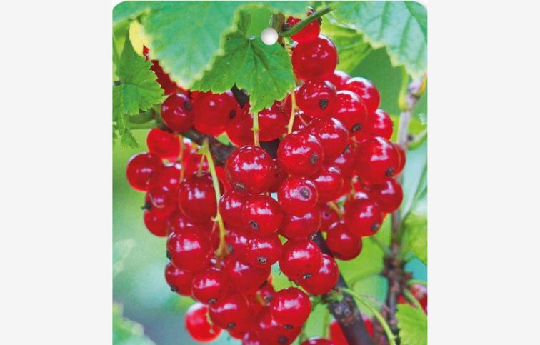 Ríbezľa kríková Losan 30-40 cm, kont. 2 l