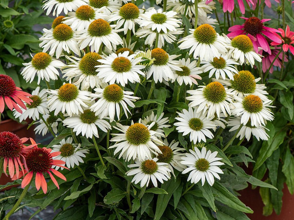Echinacea purpurová White Pearl