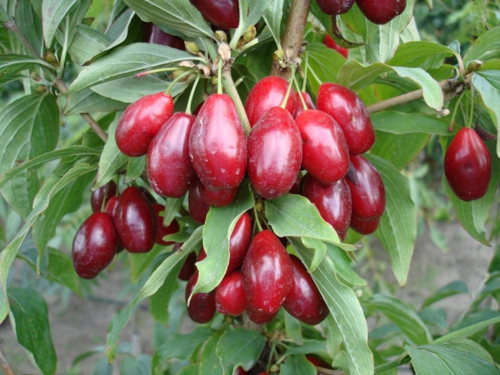 Drieň jedlý Nikolka, výška 50-70 cm, kvetináč 2 l