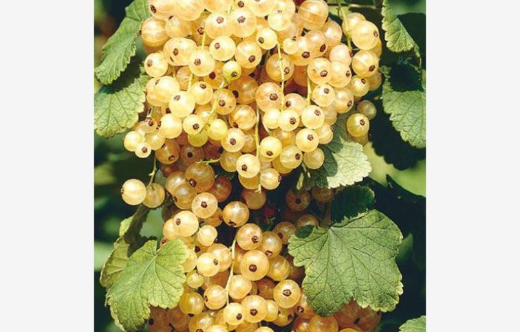 Ríbezľa stromčeková Primus, voľnok.