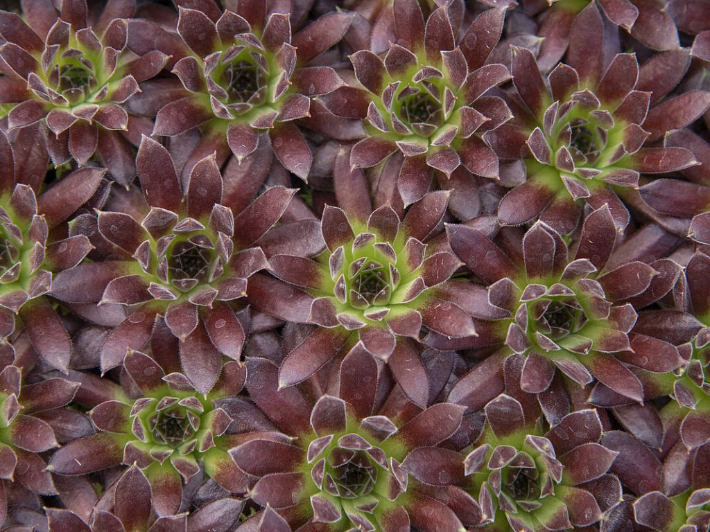 Skalnica Scorpius