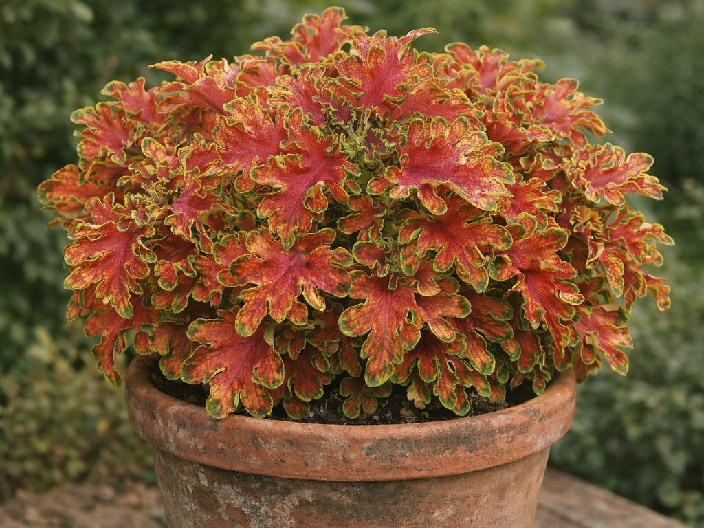 Koleus Copper