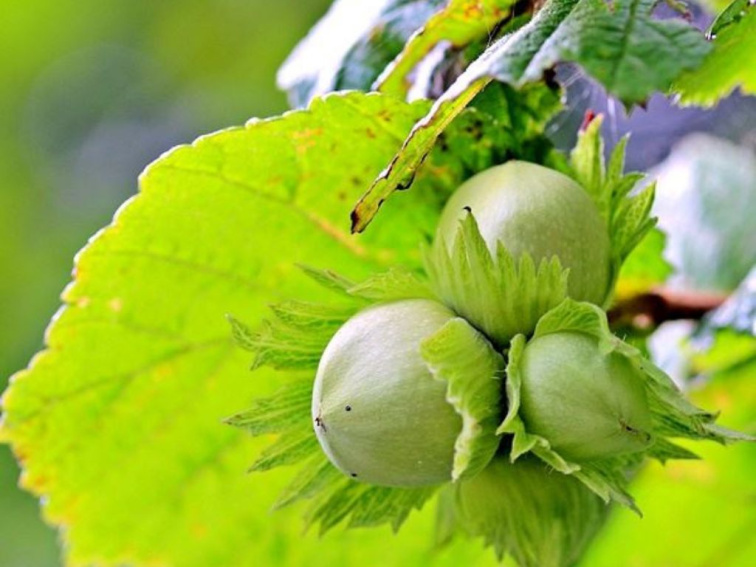 Lieska obyčajná Contorta, výška 50-70 cm, kvetináč 23 cm