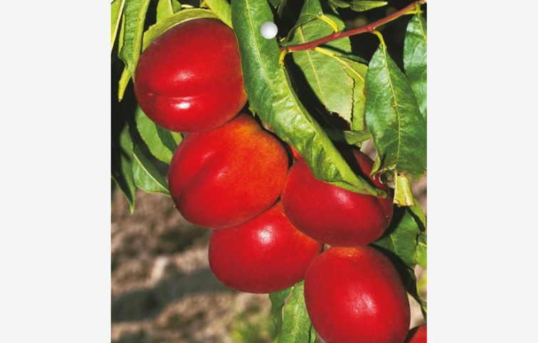 Nektárinka FLAVORTOP podp. Rakonieviczká, voľnok.