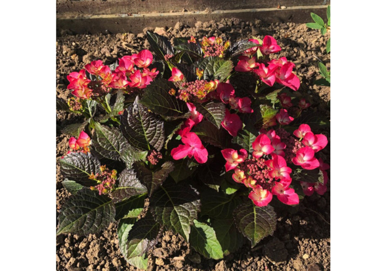 Hortenzia kalinolistá Black Diamonds Dark Angel Red, výška 30 cm, kvetináč 17 cm