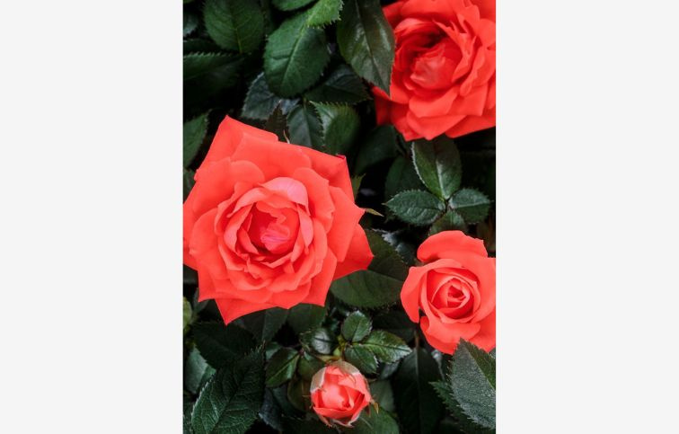 Ruža kríková Kordana Calibra, kont. p10,5