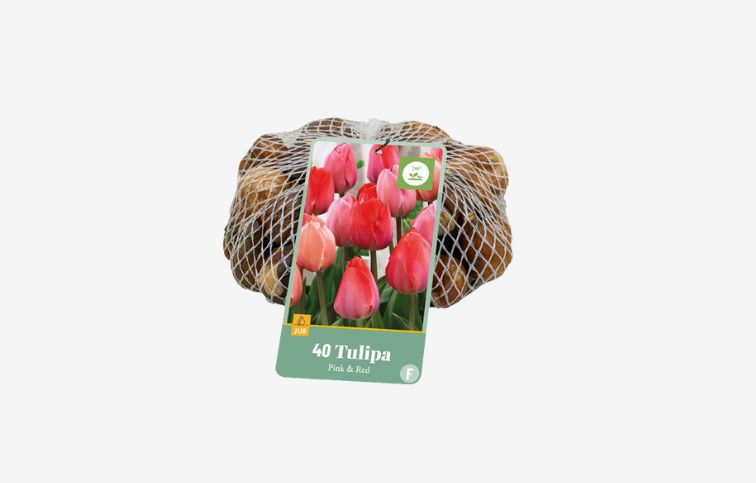 Tulipán Pink and Red 40 ks v balení
