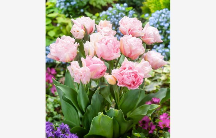 Tulipán Dreamer 5 ks v balení