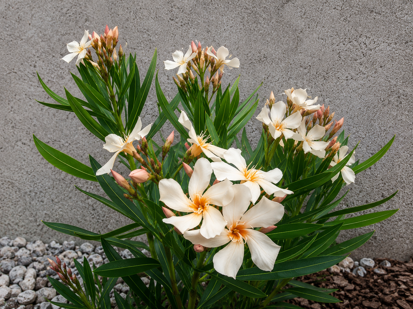 Oleander Angiolo Pucci, výška 80-100 cm, kvetináč 18 l