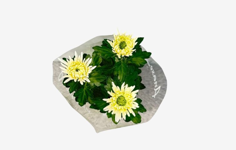 Chryzantéma Anastasia biela, kont. p12