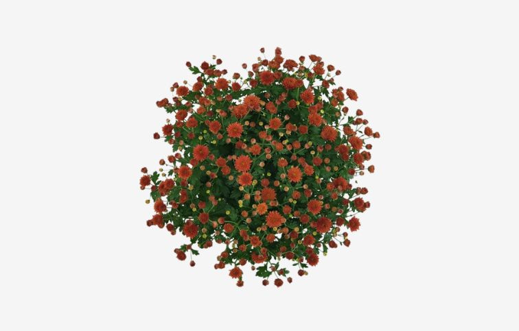 Chryzantéma Jasoda bronzová, kont. p19