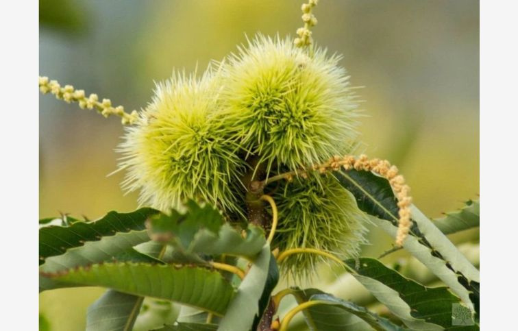 Gaštan jedlý Marigoule, semenáč, 120-140 cm , kont. 6 l