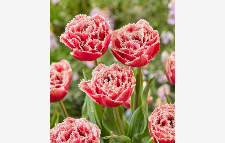 Tulipán Brest 5 ks v balení