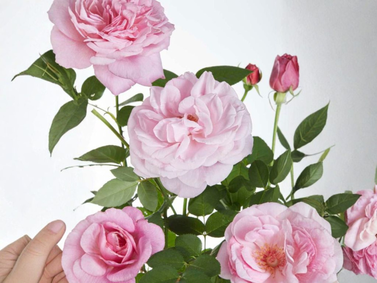 Ruža popínavá Crazy in Love pink, výška 50-60 cm, kvetináč 15 cm