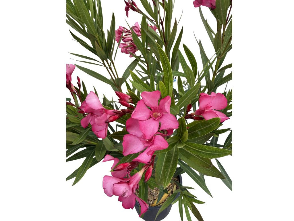 Oleander Italia, výška 60-80 cm, kvetinač 10 l