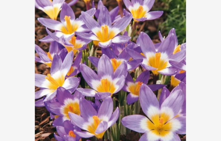 Krokus botanický Sieberi Tricolor 15 ks v balení