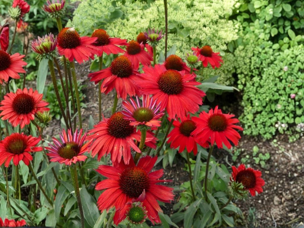 Echinacea purpurová Kismet Red