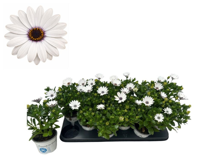 Africká sedmokráska White Success, kvetináč 10,5 cm