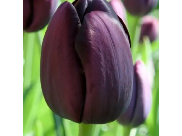 Tulipán čierny 3 ks v kont. 0,5 l