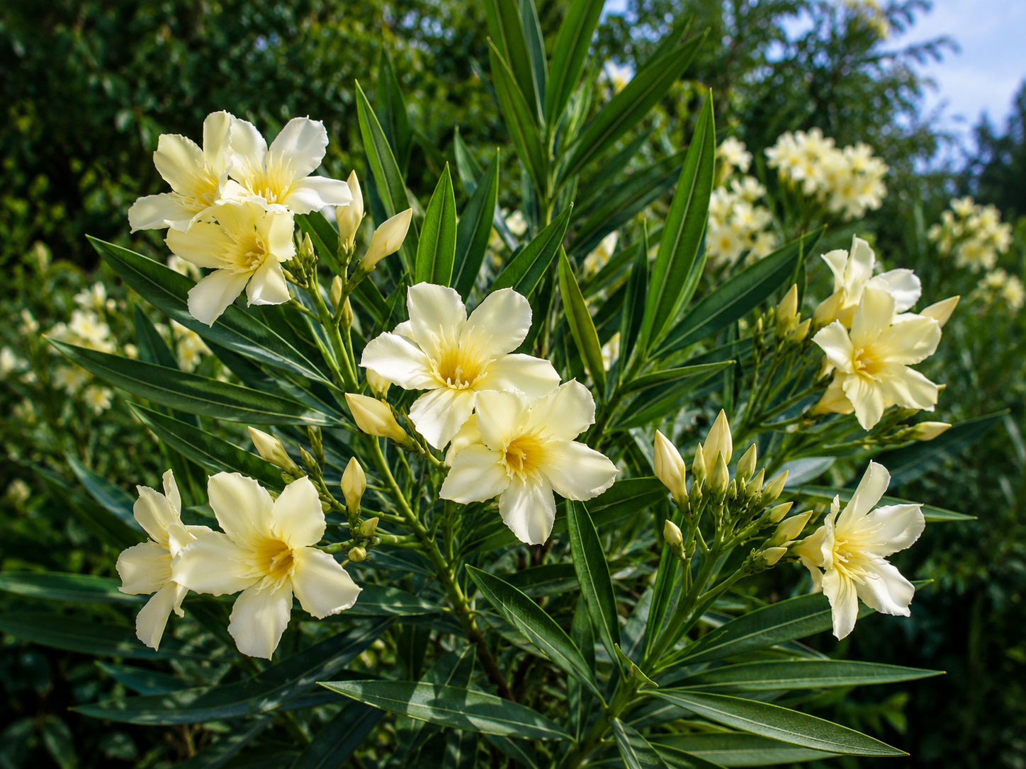 Oleander Isola di Capri, výška 80-100 cm, kvetináč 18 l
