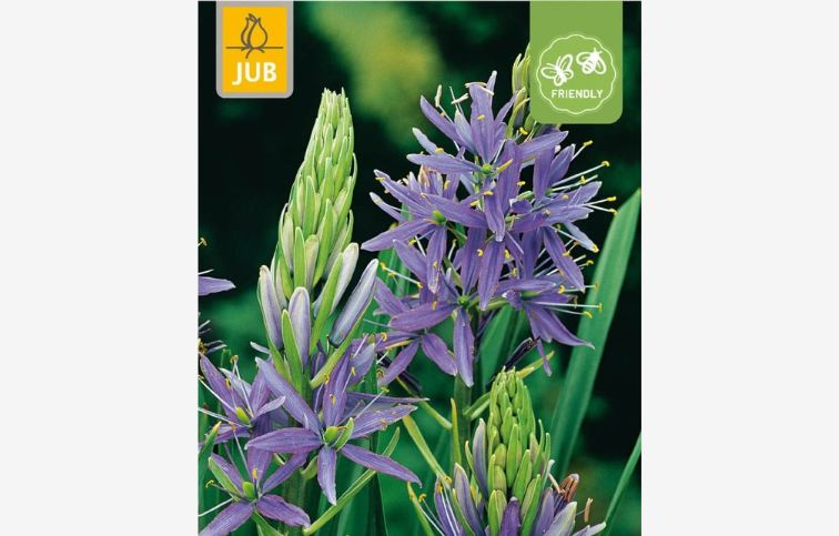 Ladoník modrý - Camassia leichtlinii caerulea 2 ks v balení