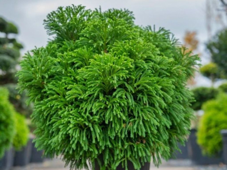 Kryptoméria japonská Globosa Nana, výška 50-60 cm, kvetináč 30 l