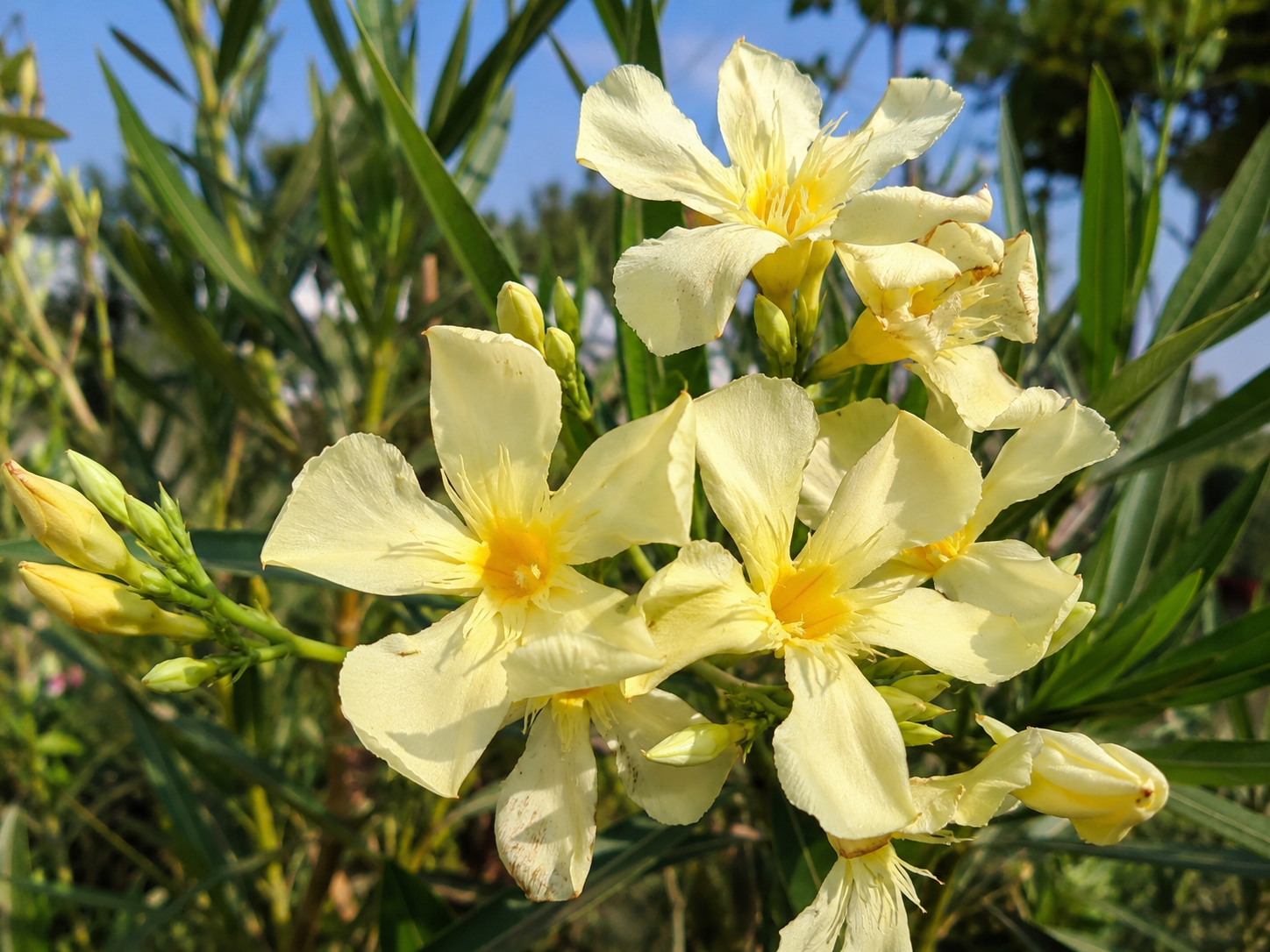 Oleander Marie Gambetta, výška 80-100 cm, kvetináč 18 l