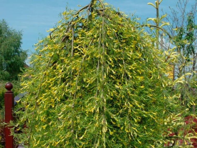 Karagana stromovitá Walker na kmienku, výška 80-100 cm, kvetináč 5 l