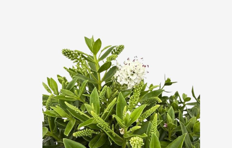 Hebe Donna Jenna, kont. p17