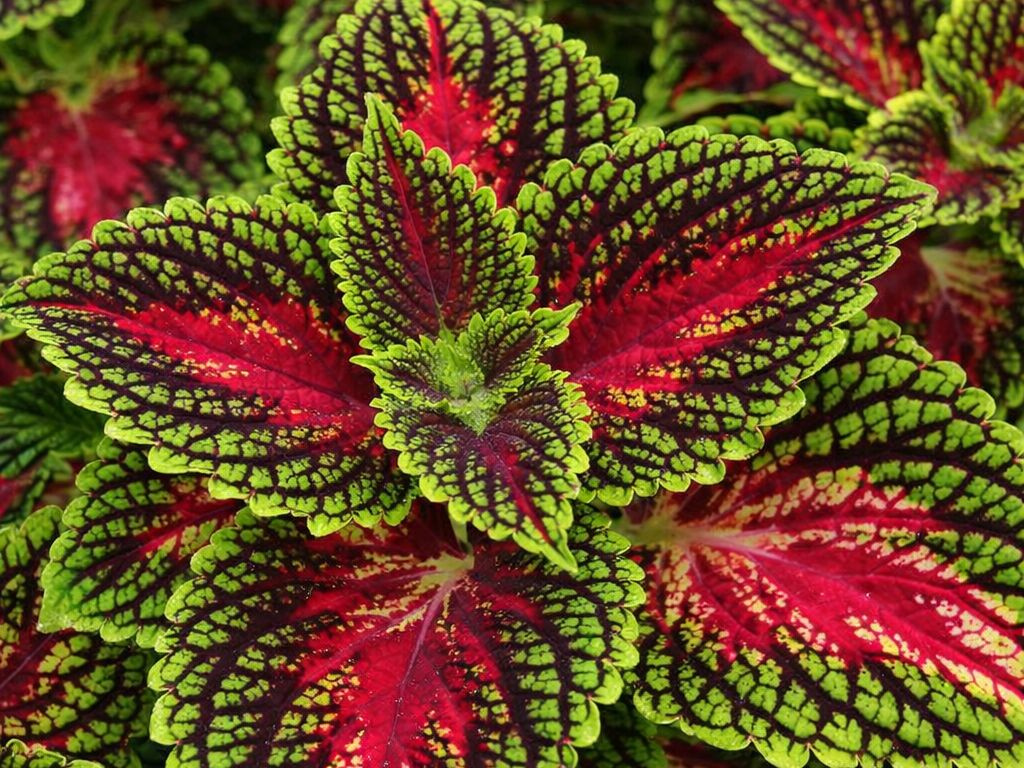 Koleus Spacecake, kvetináč 12 cm